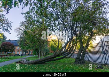 Stockholm, Suède - 19 octobre 2021 : forme spéciale de l'arbre, poussant sur la marque Banque D'Images