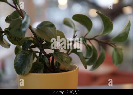 Cliché sélectif des feuilles de plantes en caoutchouc de bébé (peperomia) dans un pot de fleurs Banque D'Images
