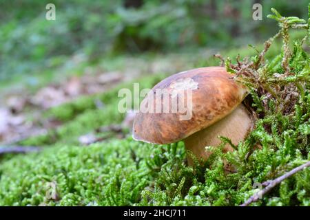 Magnifique, jeune spécimen de Boletus aereus ou de boléte de bronze, ou de scep foncé en habitat naturel, parmi les mousses vertes Banque D'Images