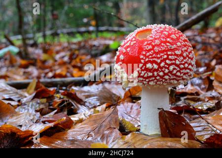 Bon spécimen de Amanita muscaria ou de champignon de la mouche agarique, beau mais toxique, mangé par escargot, dans l'habitat naturel, sol humide en un jour pluvieux Banque D'Images