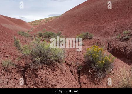 Vue de près de Tiponi point de l'aride barren Painted Desert badlands au parc national de la forêt pétrifiée dans le nord-est de l'Arizona, États-Unis Banque D'Images