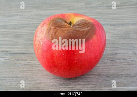 Pomme pourrie rouge sur fond en bois gris, vue rapprochée Banque D'Images