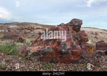 Troncs d'arbres fossilisés à Crystal Forest, parc national de la forêt pétrifiée, dans le nord-est de l'Arizona, aux États-Unis.Les lits en grès doux et coloré érodent facilement un Banque D'Images