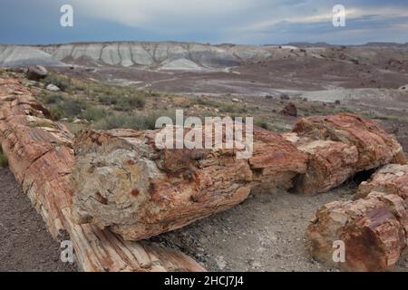 Troncs d'arbres fossilisés à Crystal Forest, parc national de la forêt pétrifiée, dans le nord-est de l'Arizona, aux États-Unis.Les lits en grès doux et coloré érodent facilement un Banque D'Images