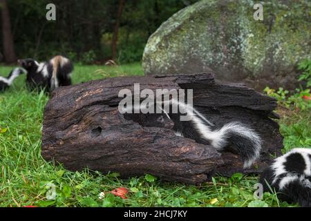 Kits de mouffettes à rayures (Mephitis mephitis) en Log mère en arrière-plan été - animaux captifs Banque D'Images