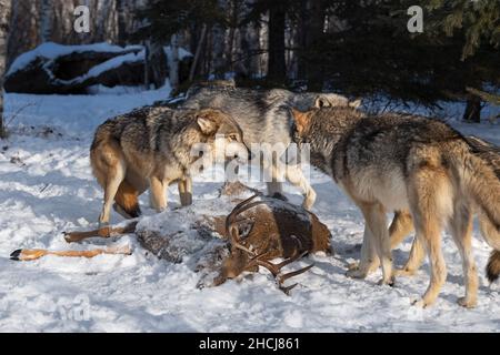 Le loup gris (Canis lupus) croche au Packmate au corps du cerf à queue blanche hiver - animaux captifs Banque D'Images