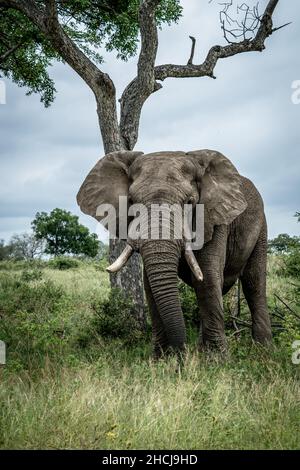 Éléphant de taureau devant un arbre en afrique du Sud Banque D'Images