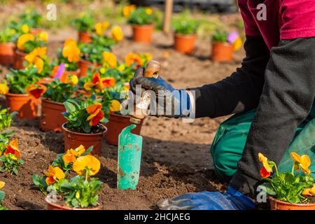 Homme méconnaissable au travail plantant des fleurs dans un jardin Banque D'Images