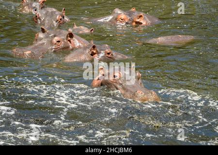 Troupeau d'hippopotames (hippopotames amphibies) dans l'eau muceuse Banque D'Images