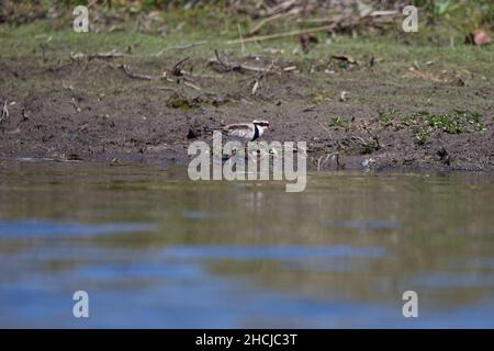 Dotterel à façade noire à la recherche de nourriture sur le bord d'un lac dans le Queensland, en Australie.Charadrius ( Elseyornis ) melanops Banque D'Images