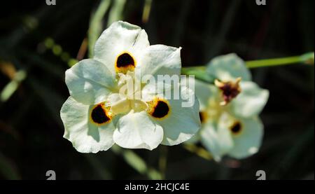 Iris africain ou nénuphar (Dietes bicolor) Banque D'Images