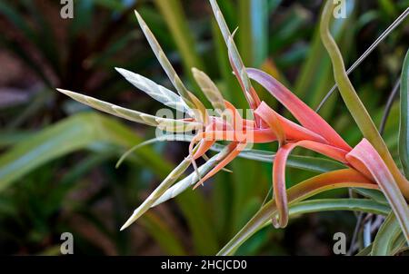 Fleur géante de l'airplant (Tillandsia fasciculata) Banque D'Images