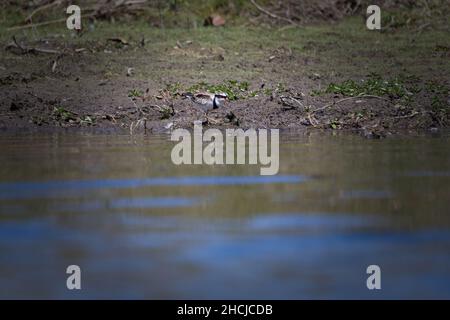 Dotterel à façade noire à la recherche de nourriture sur le bord d'un lac dans le Queensland, en Australie.Charadrius ( Elseyornis ) melanops Banque D'Images