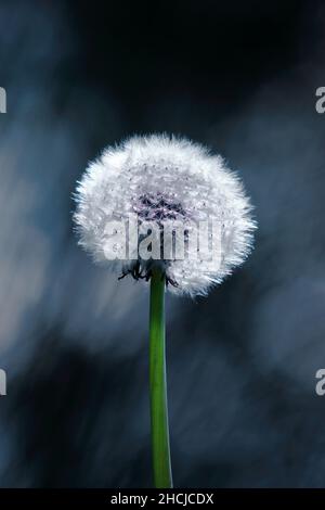 Macro verticale d'un joli pissenlit sur un arrière-plan sombre et flou Banque D'Images
