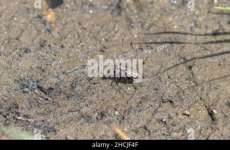 Une Beetle de tigre bronzé (Cicindela repanda) perchée sur le sol boueux proie de chasse Banque D'Images