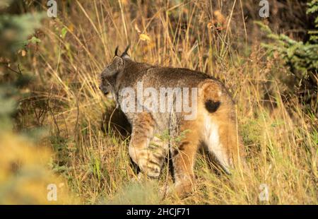 Lynx dans le parc national du Mont-Riding sauvage du Canada Banque D'Images