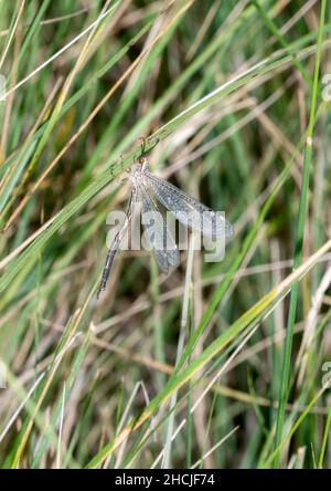 Une énorme insecte d'Antlion du genre Brachynemurus se clins à une lame d'herbe dans l'est du Colorado Banque D'Images