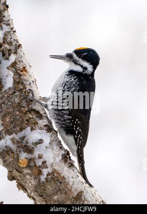 Pic dans l'arbre en hiver Saskatchewan Canada Banque D'Images