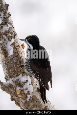 Pic dans l'arbre en hiver Saskatchewan Canada Banque D'Images