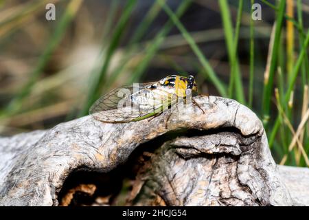 Une Cicada des plaines (Megatibicen dealbatus) perchée sur une grande souche d'arbres dans l'est du Colorado Banque D'Images