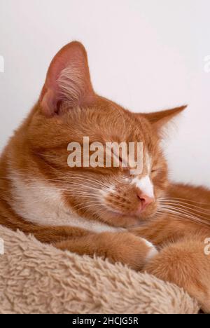Chat de gingembre endormi sur une couverture. Banque D'Images
