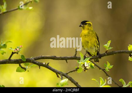 Siskin eurasien (Spinus spinus, Carduelis spinus) Banque D'Images