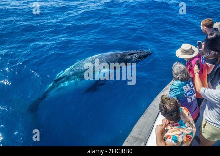 Les spectateurs regardent avec fascination les surfaces de la baleine à bosse (Megaptera novaeangliae) depuis la mer de corail juste en face d'eux, Hervey Bay, Queensl Banque D'Images