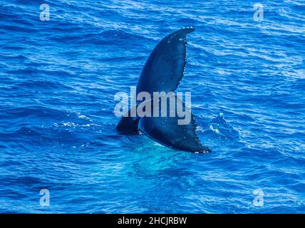 La queue cannelée d'une baleine à bosse (Megaptera novaeangliae) s'élève au-dessus de la surface alors qu'il est sur le point de plonger dans la mer de Corail à Hervey Bay, Queensla Banque D'Images