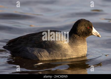 Un gros plan femme mère Foulque d'Amérique (Fulica americana), également connu sous le nom d'une poule de boue, est un oiseau de la famille des Rallidae la natation et montrant un bec blanc Banque D'Images