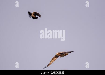 Photo à mise au point sélective.Oiseau de corbeau à capuchon volant à côté de l'oiseau de harrier de marais. Banque D'Images