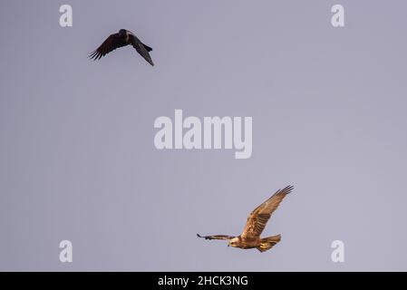 Photo à mise au point sélective.Oiseau de corbeau à capuchon volant à côté de l'oiseau de harrier de marais. Banque D'Images