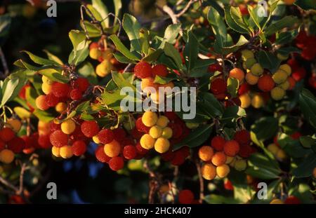 GROS PLAN DES FRUITS DE L'ARBRE À FRAISES IRLANDAIS DE KILLARNEY (ARBUTUS UNEDO) À QUEENSLAND, AUSTRALIE. Banque D'Images