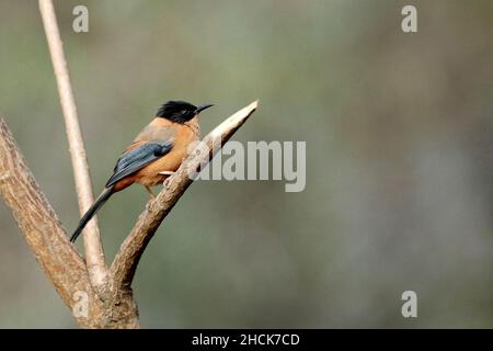 Sibia rufous, Heterophasia capistrata, Sattal, Uttarakhand, Inde Banque D'Images