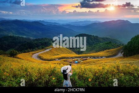 Jeune femme Prenez une photo au champ de tournesol mexicain Tung Bua Tong dans la province de Mae Hong son, en Thaïlande. Banque D'Images