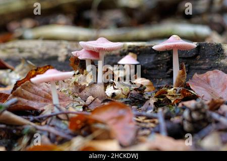 Un groupe de champignons de capot rosé (Mycena rosea) dans la forêt d'automne Banque D'Images