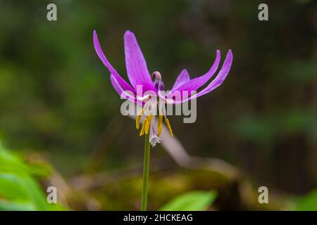 Fleur de forêt de printemps - Kandyk sibérien ou dent de chien fleurit magnifiquement à l'ombre des arbres forestiers, foyer sélectif Banque D'Images