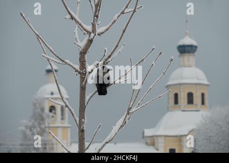 Un corbeau se trouve sur un arbre en face de l'église Pierre-et-Paul dans le quartier Yasenevo de Moscou Banque D'Images