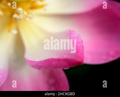 Pétales de Lotus rose et photo macro Dewdrops.Capturez la beauté et les couleurs magiques de la nature. Banque D'Images