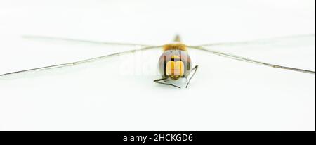 Dragonfly face vue de face gros plan macro portrait photographie, isolé sur un fond blanc, Banque D'Images