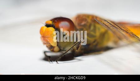 Photo macro des yeux d'une vue latérale de Dragonfly. Banque D'Images