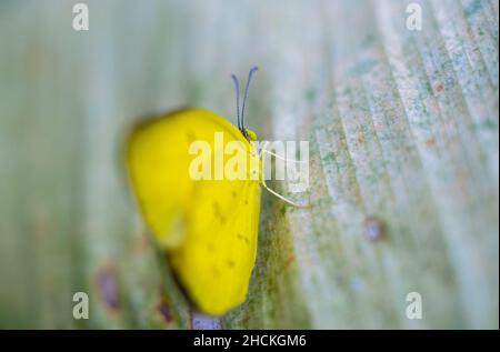 papillon jaune d'herbe à un point sur une photo macro de gros plan de feuille. Banque D'Images