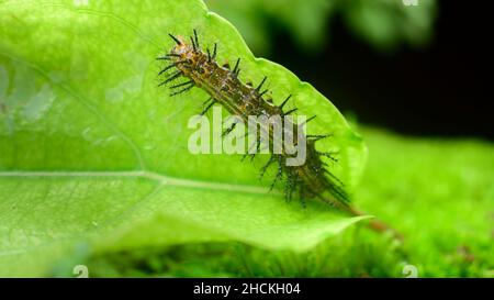 Larve de léopard commune manger la feuille de prune du gouverneur macro de gros plan.Diverses étapes de la métamorphose d'un beau papillon. Banque D'Images