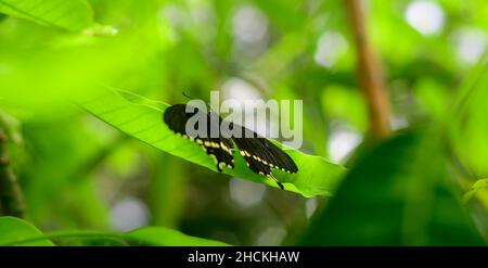 Beau papillon mormon commun reposant sur la feuille de mangue dans le jardin, Banque D'Images