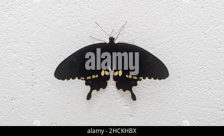 Le magnifique papillon à queue d'arbre ferme la photographie.Papillon Mormon commun mâle perché sur un mur blanc et écartant ses ailes majestueuses. Banque D'Images