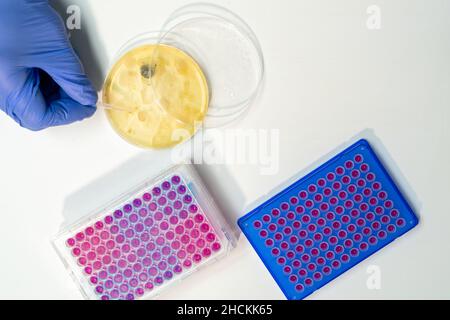 Des échantillons d'ADN sont chargés à 96 puits pour l'analyse PCR Banque D'Images