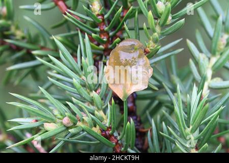 Gymnosporangium cornutum, connu sous le nom de couronne de rowan, champignon sauvage de Finlande Banque D'Images