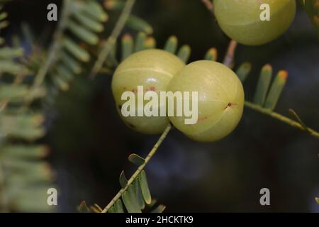 Gros plan planté dans le jardin dans le fruit vert frais de la groseille sur l'arbre de groseille (Phyllanthus emblica, également connu sous le nom d'emblématique, emblématique myr Banque D'Images