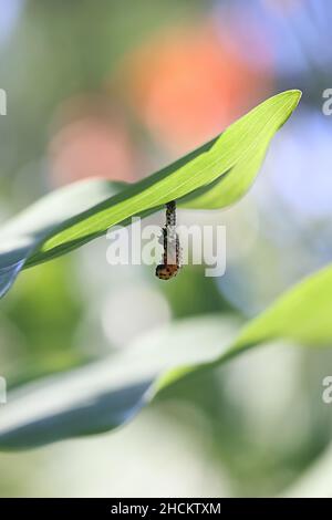 Chrysomela populi, connue sous le nom de coléoptère de feuilles de peuplier, larve se transformant en pupe dans un processus appelé la marilation Banque D'Images