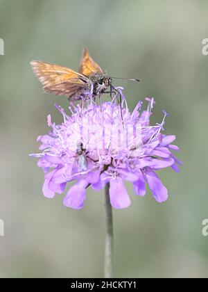 Ochlodes sylvanus, communément connu sous le nom de grand skipper, se nourrissant sur le champ scabieux, Knautia arvensis Banque D'Images