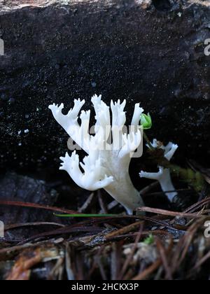 Ramaria gracilis, un champignon de corail sans nom anglais commun de Finlande Banque D'Images